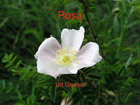 Rosa Vít Grulich.