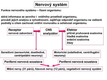 Nervový systém Receptor CNS analyzátor Efektor