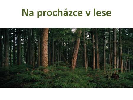 Na procházce v lese.