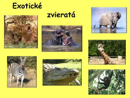 Exotické zvieratá.