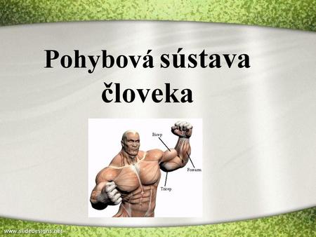 Pohybová sústava človeka