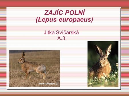 ZAJÍC POLNÍ (Lepus europaeus)‏