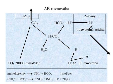 AB rovnováha plíce ledviny CO2 HCO3- + H+ H+ titrovatelná acidita