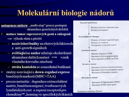 Molekulární biologie nádorů