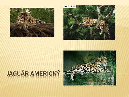 Jaguár americký.