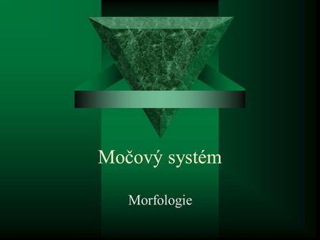 Močový systém Morfologie.