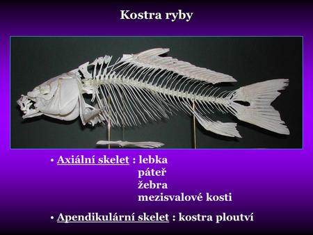 Kostra ryby Axiální skelet : lebka páteř žebra mezisvalové kosti
