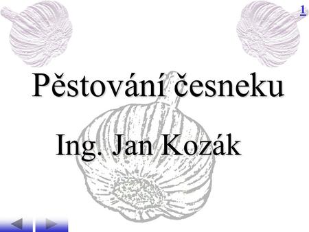 Pěstování česneku Ing. Jan Kozák.