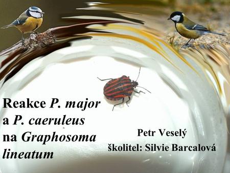 Reakce P. major a P. caeruleus na Graphosoma lineatum Petr Veselý školitel: Silvie Barcalová.
