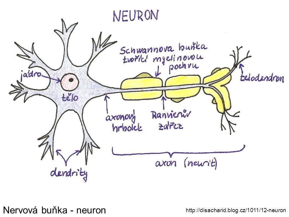 Nervová buňka - neuron