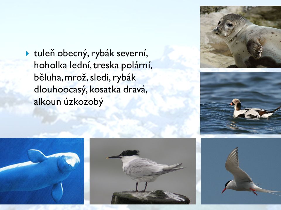 tuleň obecný, rybák severní, hoholka lední, treska polární, běluha, mrož, sledi, rybák dlouhoocasý, kosatka dravá, alkoun úzkozobý