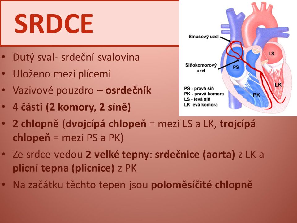 SRDCE Dutý sval- srdeční svalovina Uloženo mezi plícemi