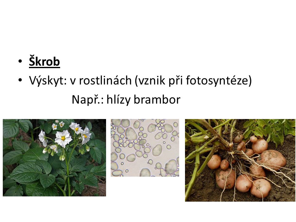 Škrob Výskyt: v rostlinách (vznik při fotosyntéze) Např.: hlízy brambor