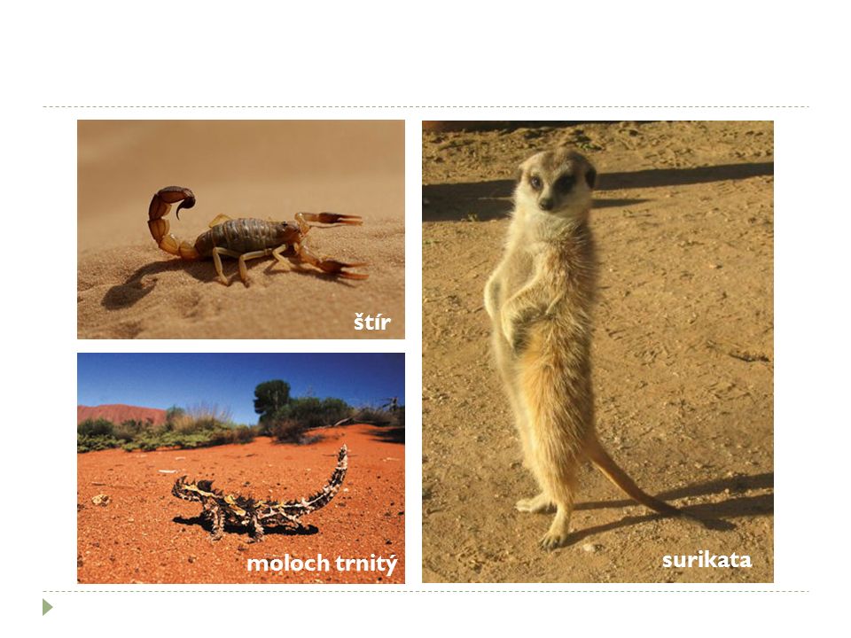 štír moloch trnitý surikata