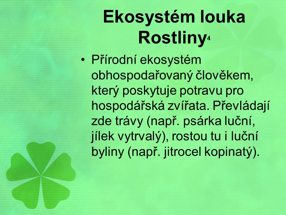Ekosystém louka Rostliny4