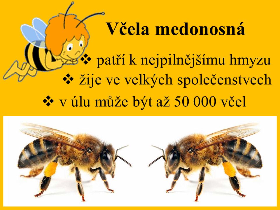 Včela medonosná patří k nejpilnějšímu hmyzu
