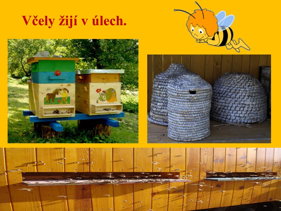 Včely žijí v úlech.