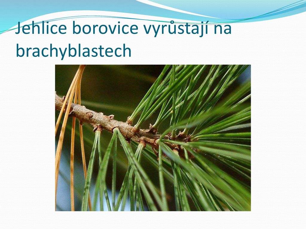 Jehlice borovice vyrůstají na brachyblastech