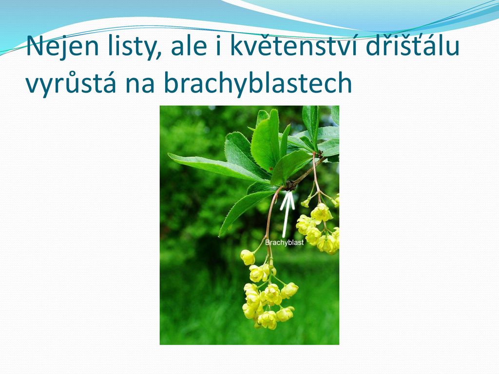 Nejen listy, ale i květenství dřišťálu vyrůstá na brachyblastech