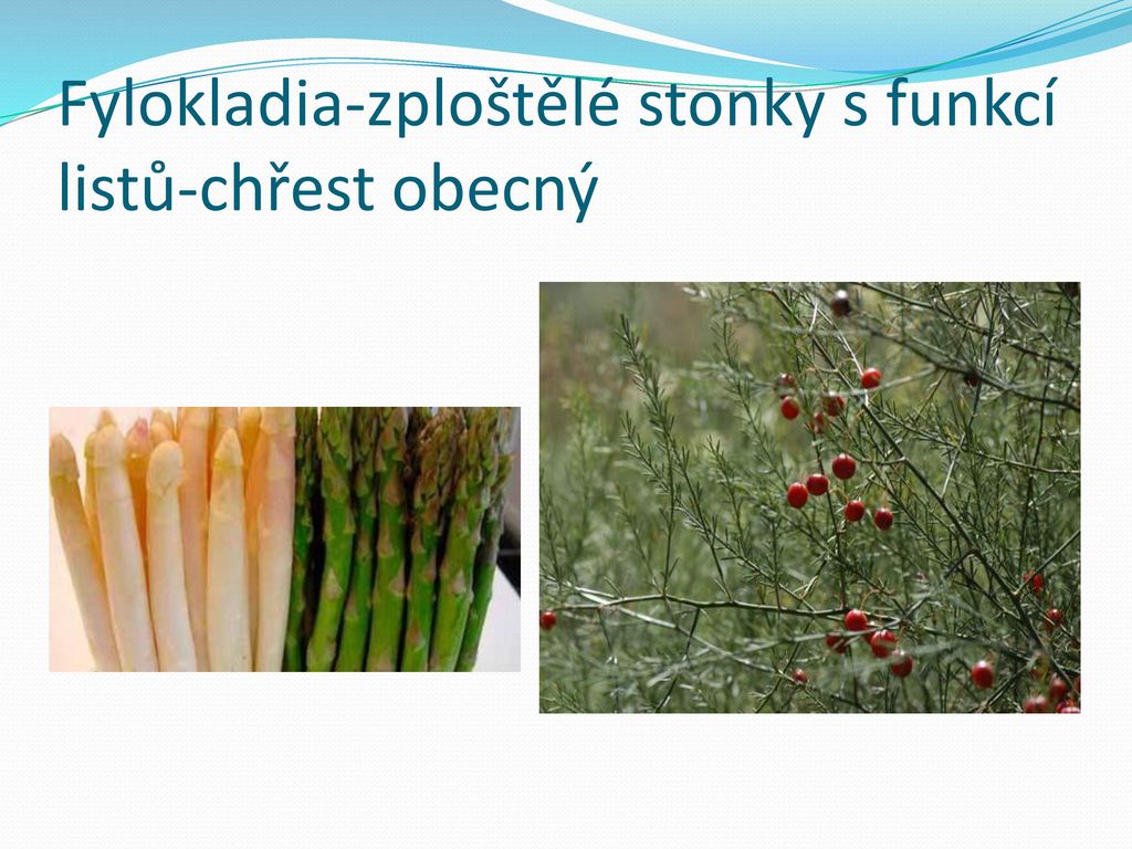 Fylokladia-zploštělé stonky s funkcí listů-chřest obecný