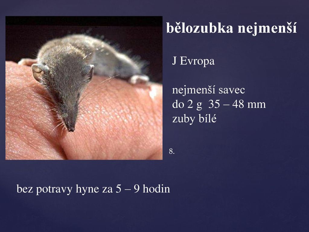bělozubka nejmenší J Evropa nejmenší savec do 2 g 35 – 48 mm zuby bílé