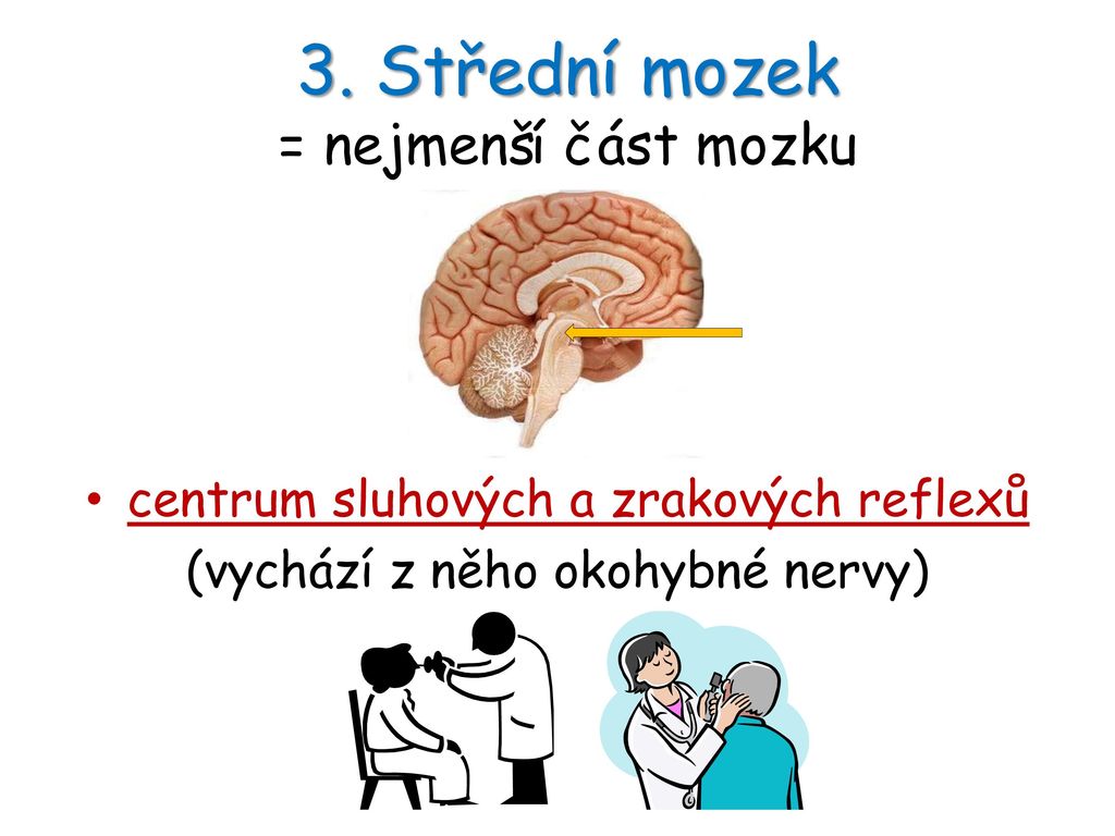 3. Střední mozek = nejmenší část mozku