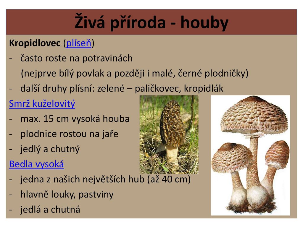 Živá příroda - houby Kropidlovec (plíseň) často roste na potravinách