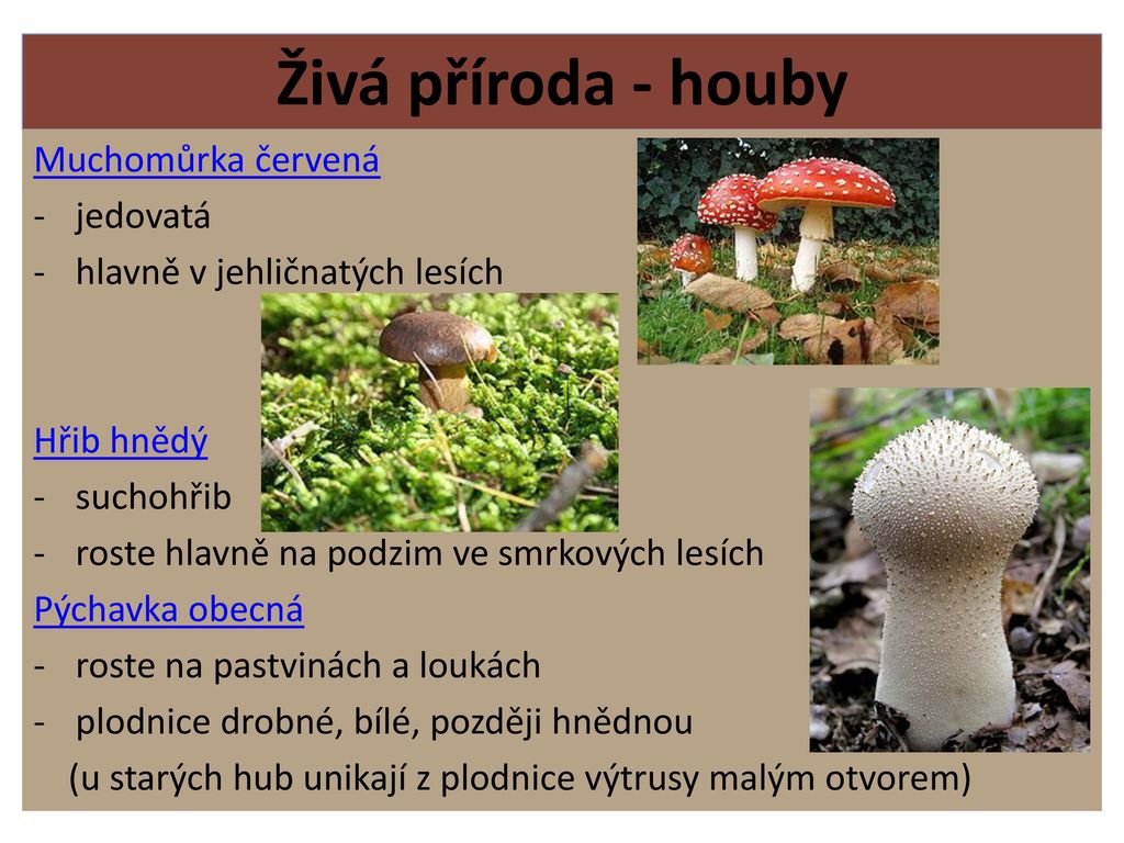 Živá příroda - houby Muchomůrka červená jedovatá
