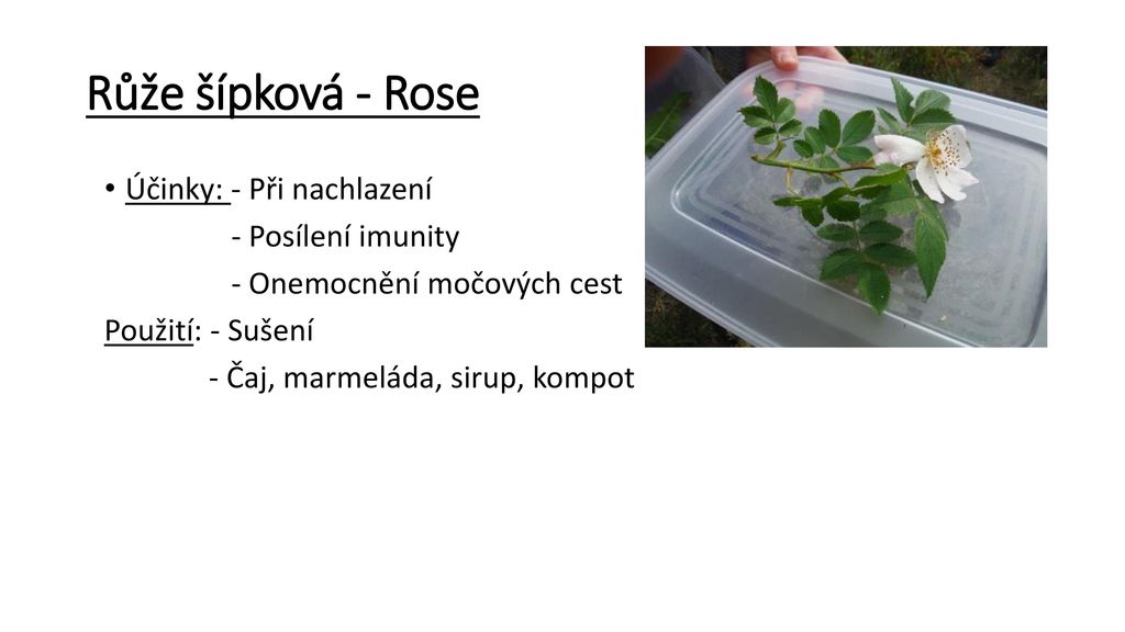 Růže šípková - Rose Účinky: - Při nachlazení - Posílení imunity