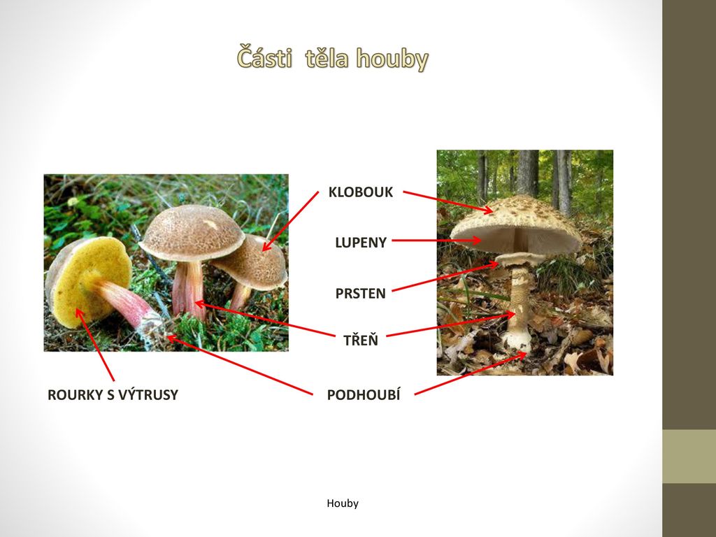 Části těla houby KLOBOUK LUPENY PRSTEN TŘEŇ ROURKY S VÝTRUSY PODHOUBÍ