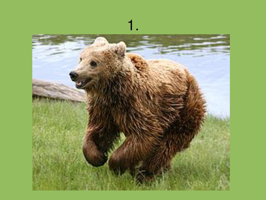 Скорость медведя. Максимальная скорость медведя. Закон Тайга медведь хозяин картинки.