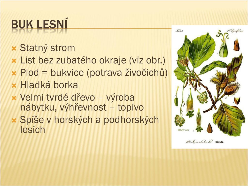 Buk lesní Statný strom List bez zubatého okraje (viz obr.)