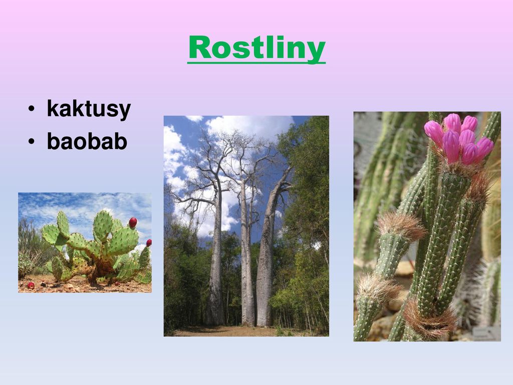 Rostliny kaktusy baobab