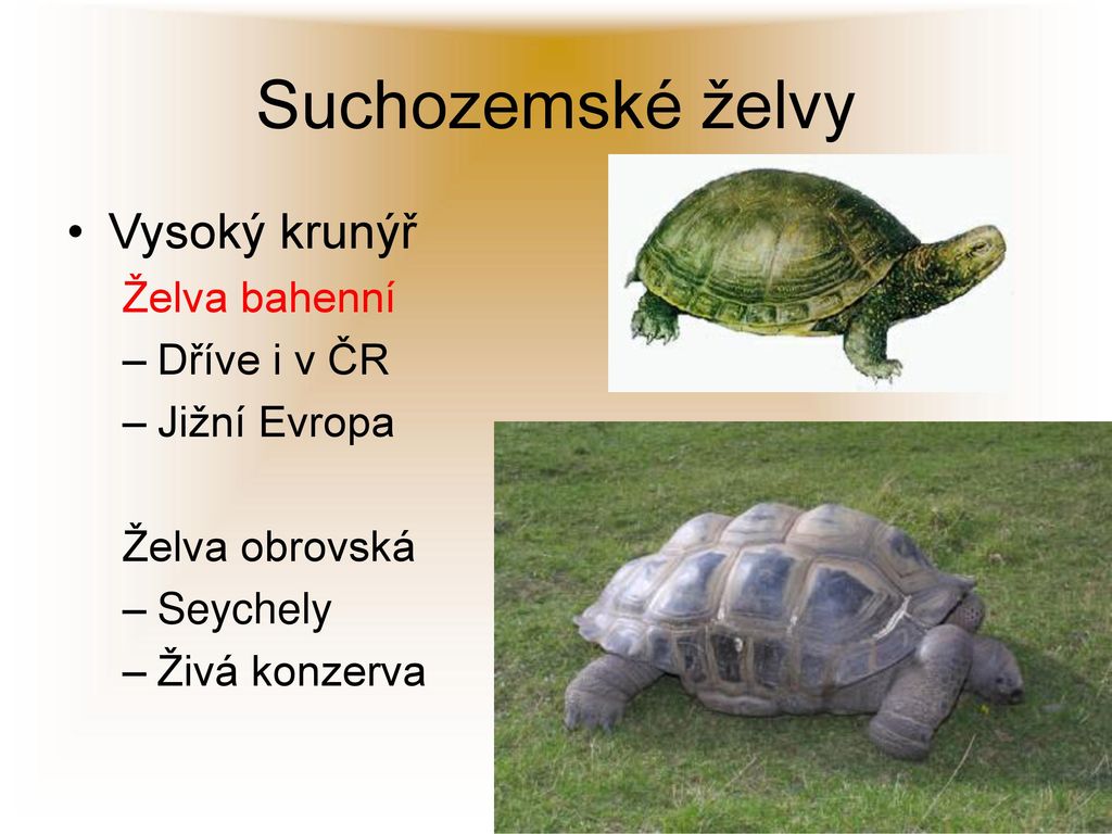 Suchozemské želvy Vysoký krunýř Želva bahenní Dříve i v ČR