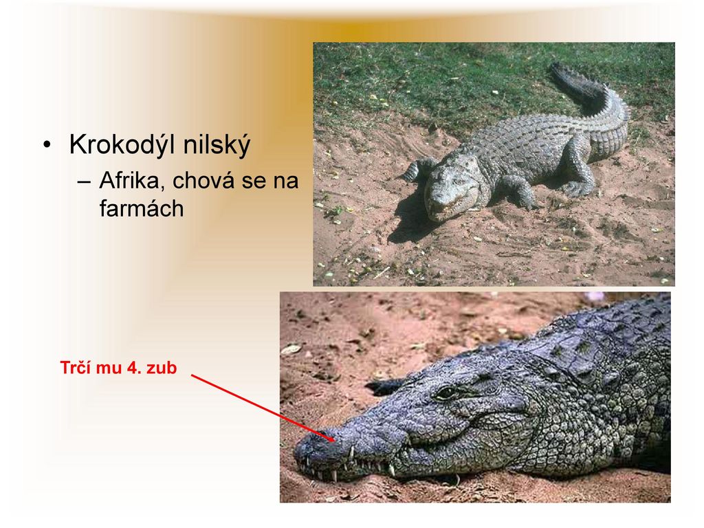 Krokodýl nilský Afrika, chová se na farmách Trčí mu 4. zub