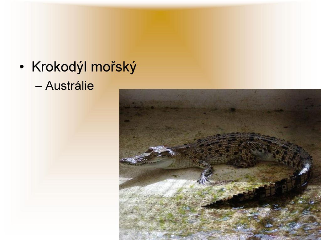 Krokodýl mořský Austrálie
