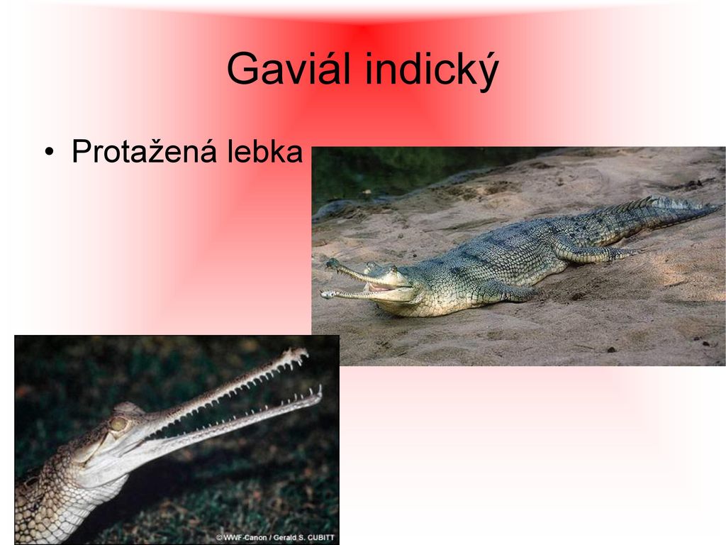 Gaviál indický Protažená lebka