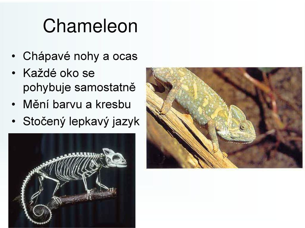 Chameleon Chápavé nohy a ocas Každé oko se pohybuje samostatně