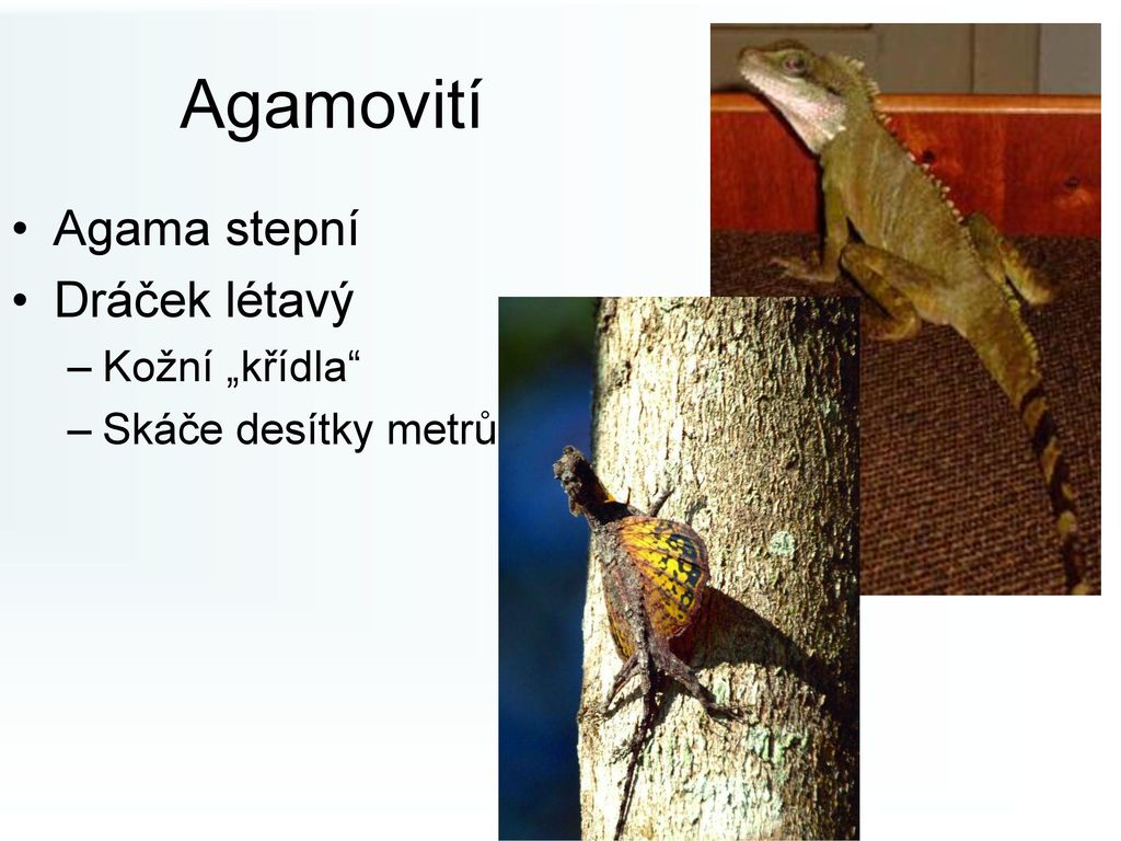 Agamovití Agama stepní Dráček létavý Kožní „křídla