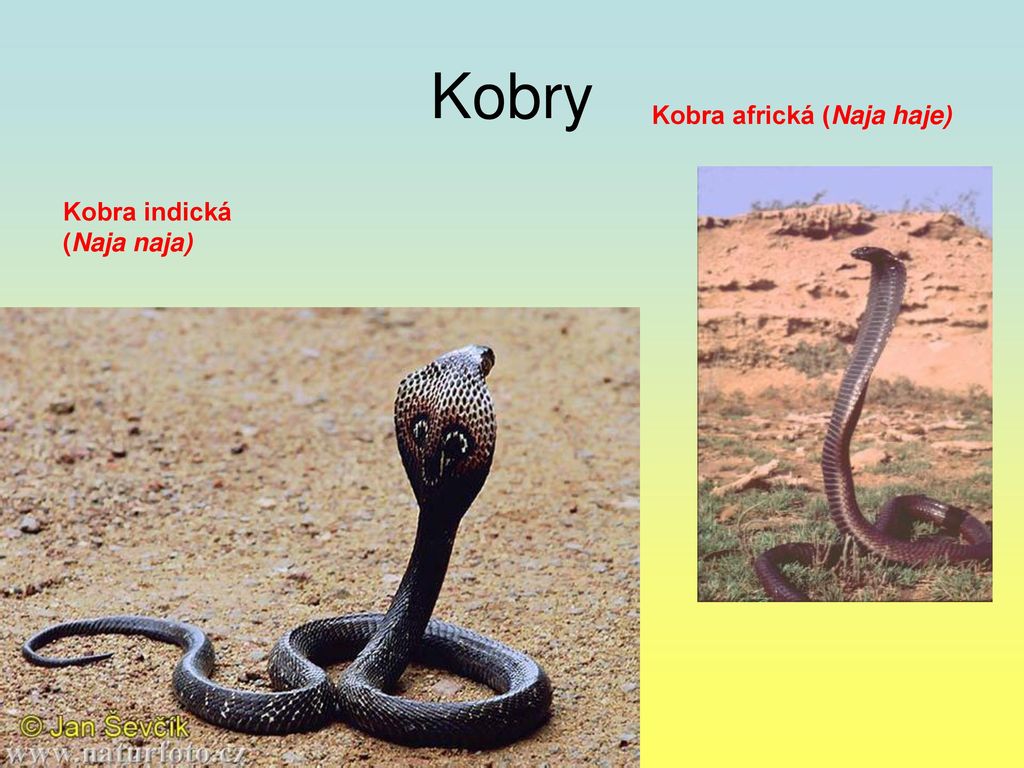 Kobry Kobra africká (Naja haje) Kobra indická (Naja naja)