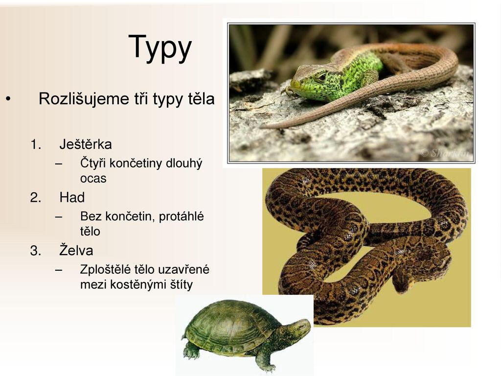 Typy Rozlišujeme tři typy těla Ještěrka Had Želva