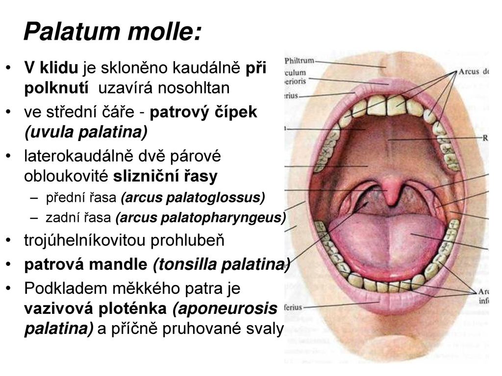 Thyreogenus латынь