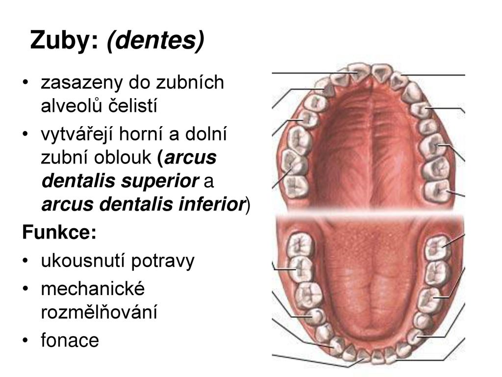 Зубной на латыни. Зубы по латыни. Arcus dentalis анатомия. Tooth structure.