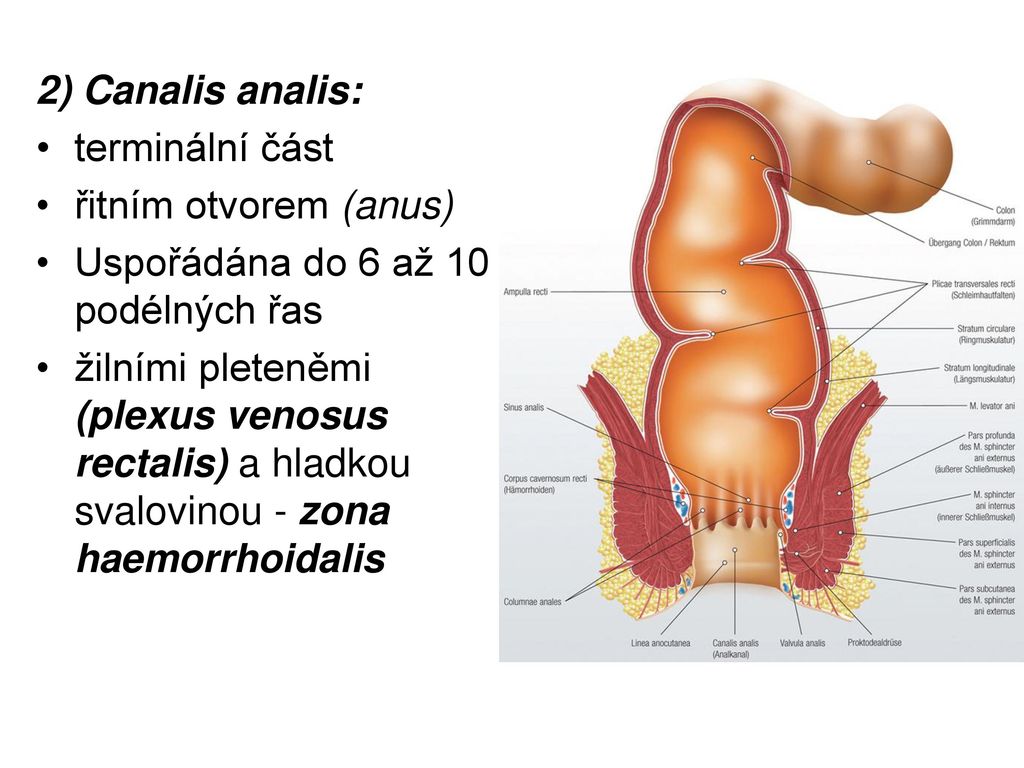 Her Anus Is Defenseless