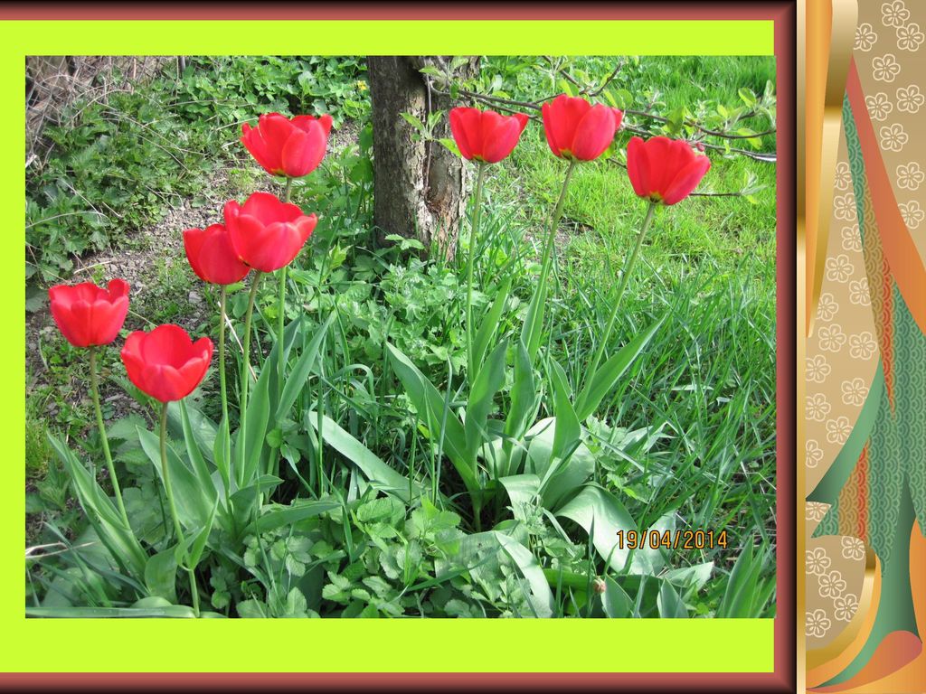 Tulipán Cibulová květina