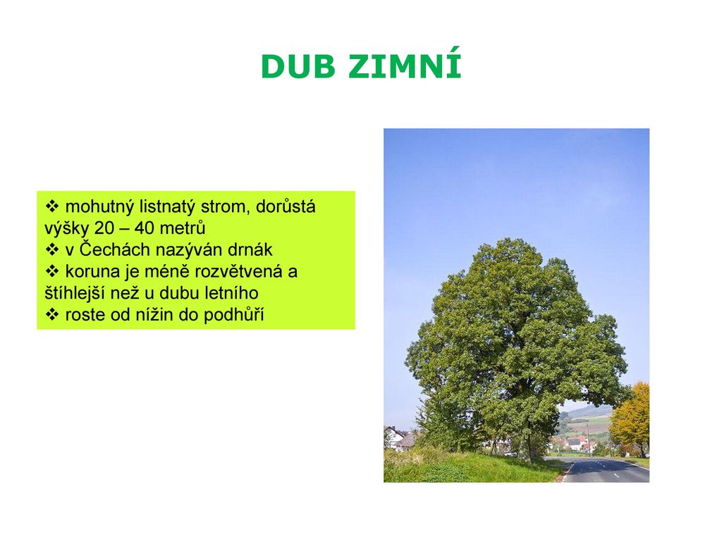 DUB ZIMNÍ mohutný listnatý strom, dorůstá výšky 20 – 40 metrů