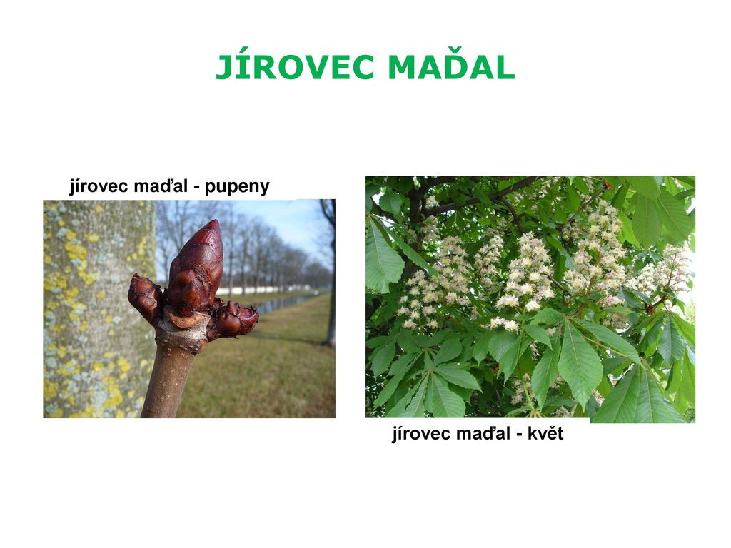 JÍROVEC MAĎAL jírovec maďal - pupeny jírovec maďal - květ