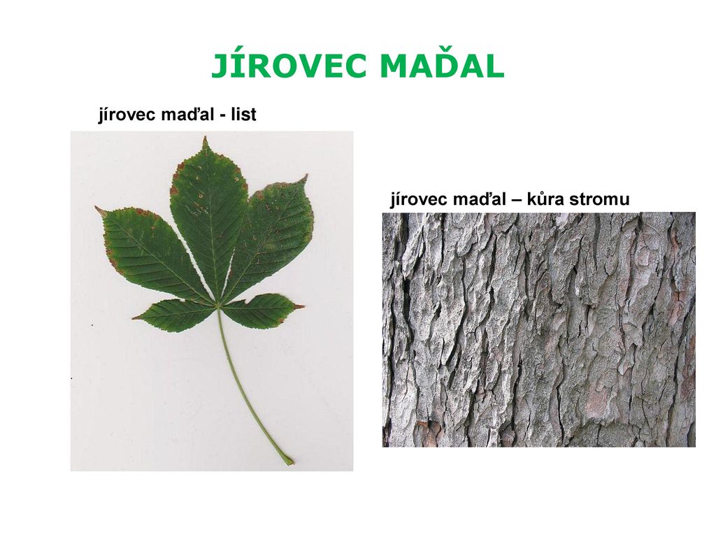 jírovec maďal – kůra stromu