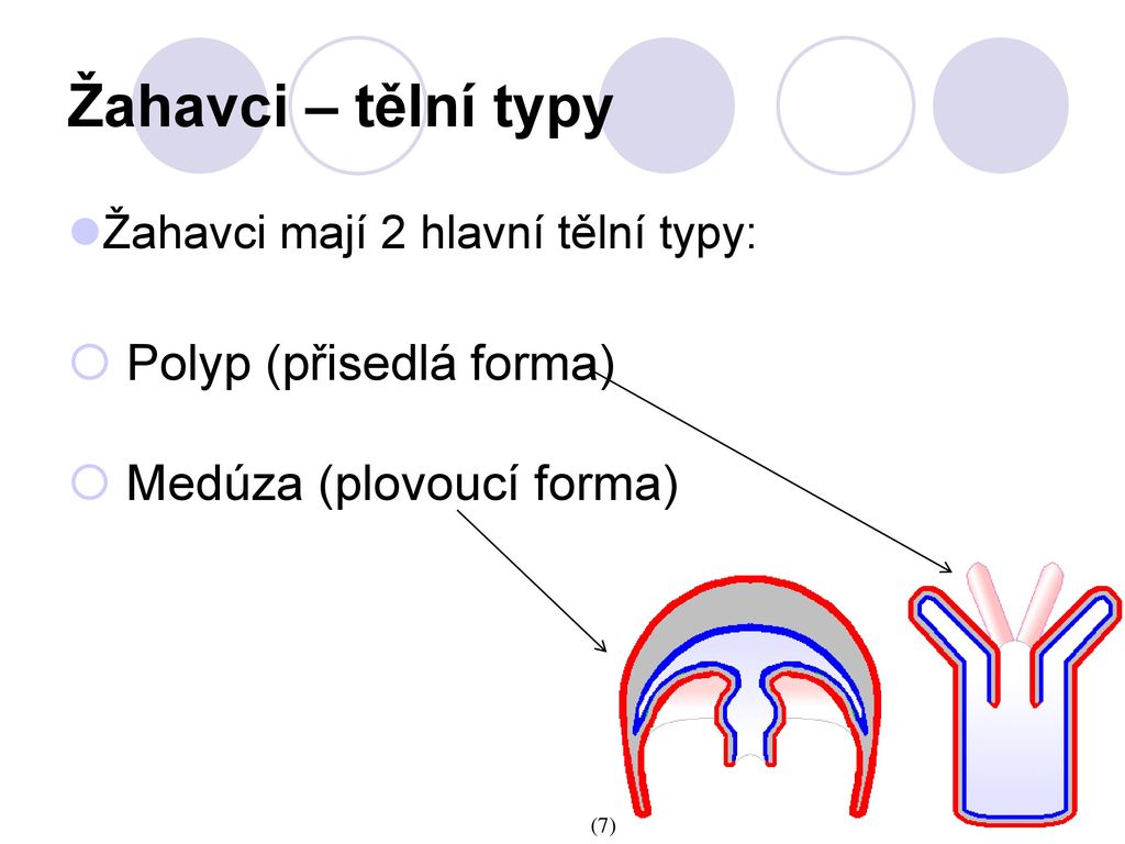 Žahavci – tělní typy Polyp (přisedlá forma) Medúza (plovoucí forma)