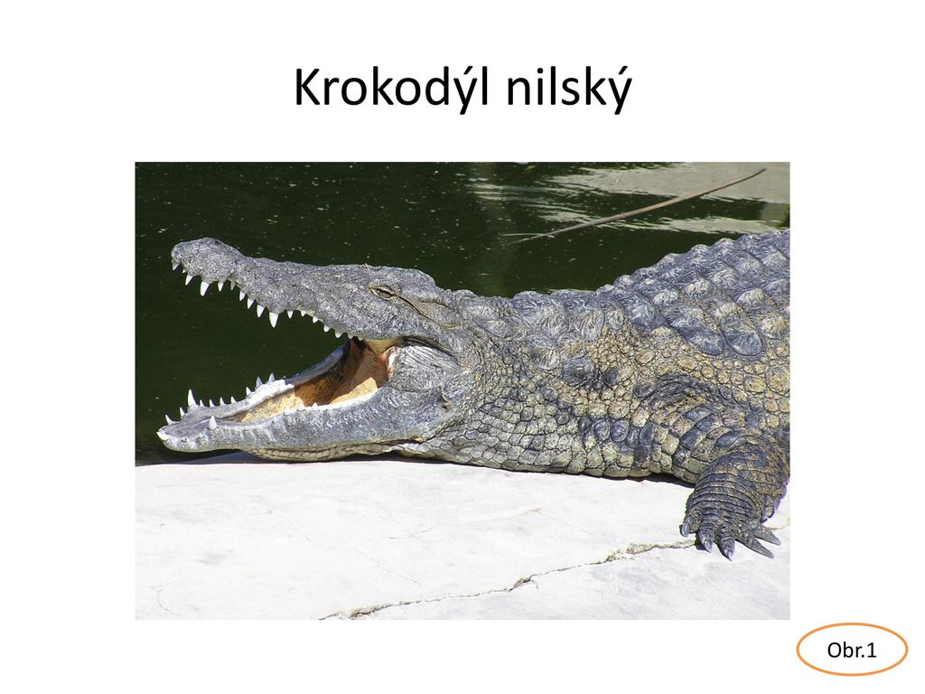 Krokodýl nilský Obr.1